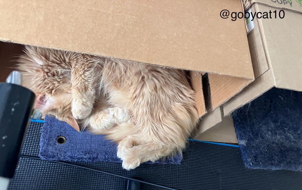 Goby, a fluffy ginger cat, napping in a box turned on its side. His head is tucked under his front paws and he is on top of a navy blue 12”x12”carpet tile. The box is on top of a dark grey yoga mat. 