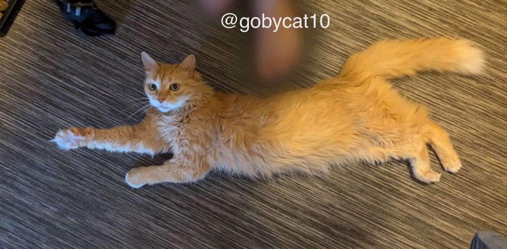 Goby, a fluffy ginger cat, stretched out on his belly on a black, grey and white flat woven carpet. His eyes are open and he is looking at the camera. At the top of the photo are blurred out feet. 