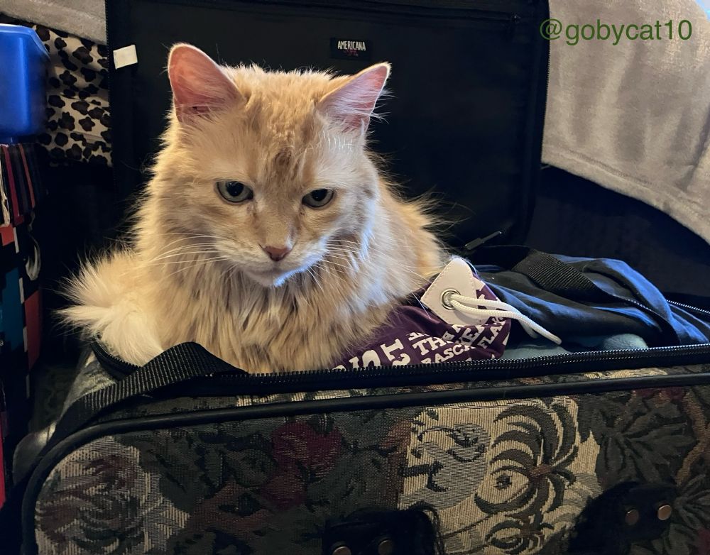 Goby, a fluffy ginger cat, sitting on top of clothes in an open green tapestry suitcase. The black lid is flipped up behind him. 