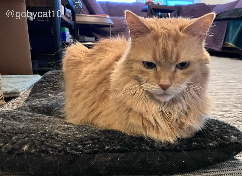 Goby, a fluffy ginger cat, loafing on a black boucle cat mattress. He is facing forward. 