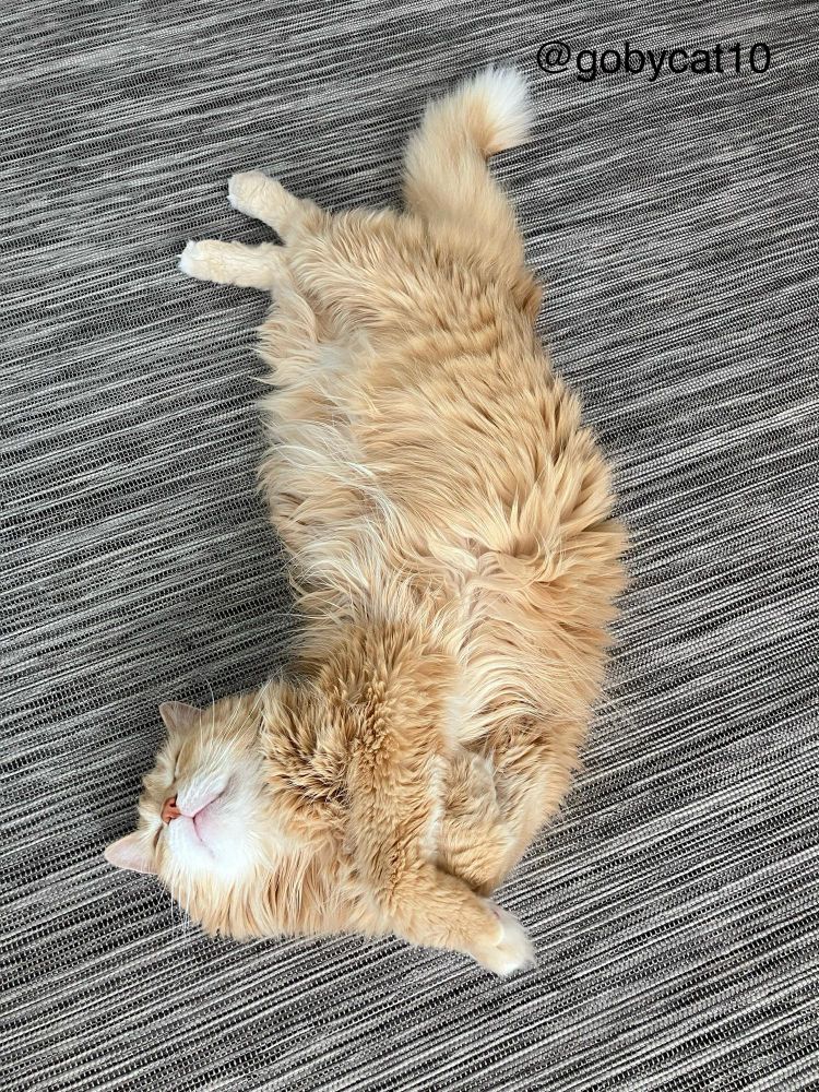 Goby, a fluffy ginger cat, lying in an arch position on his back with his belly exposed. His eyes are closed and he has a smile on his face. 
