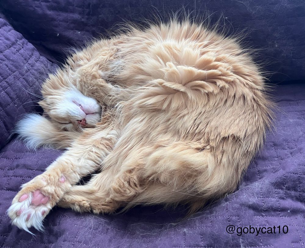 Goby, a fluffy ginger cat, napping on a purple blanket. His in the shape of a shrimp with his right paw turned upwards to show his pink toebeans. He is on top of his tail, with only the tip visible near his head. 
