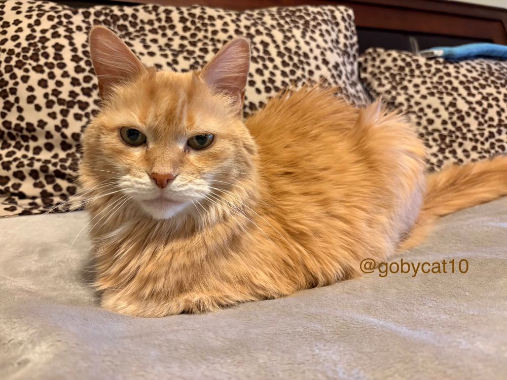 Goby, a fluffy ginger cat, loafing on a bed on top of a beige velour blanket. Behind him are two upright pillows covered with leopard print pillowcases. 