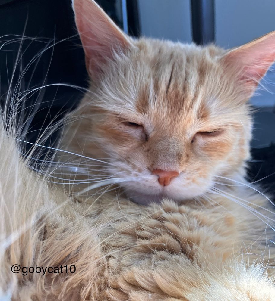 A close-up of Goby, a fluffy ginger cat, sitting in the sun and looking extra fluffy. His eyes are closed.