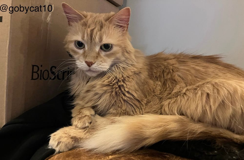 Goby, a fluffy ginger cat, loafing on a black boucle cat mattress resting on top of a dark beige pouf. To his right is the side of a cardboard box. The wall behind is cream coloured. 