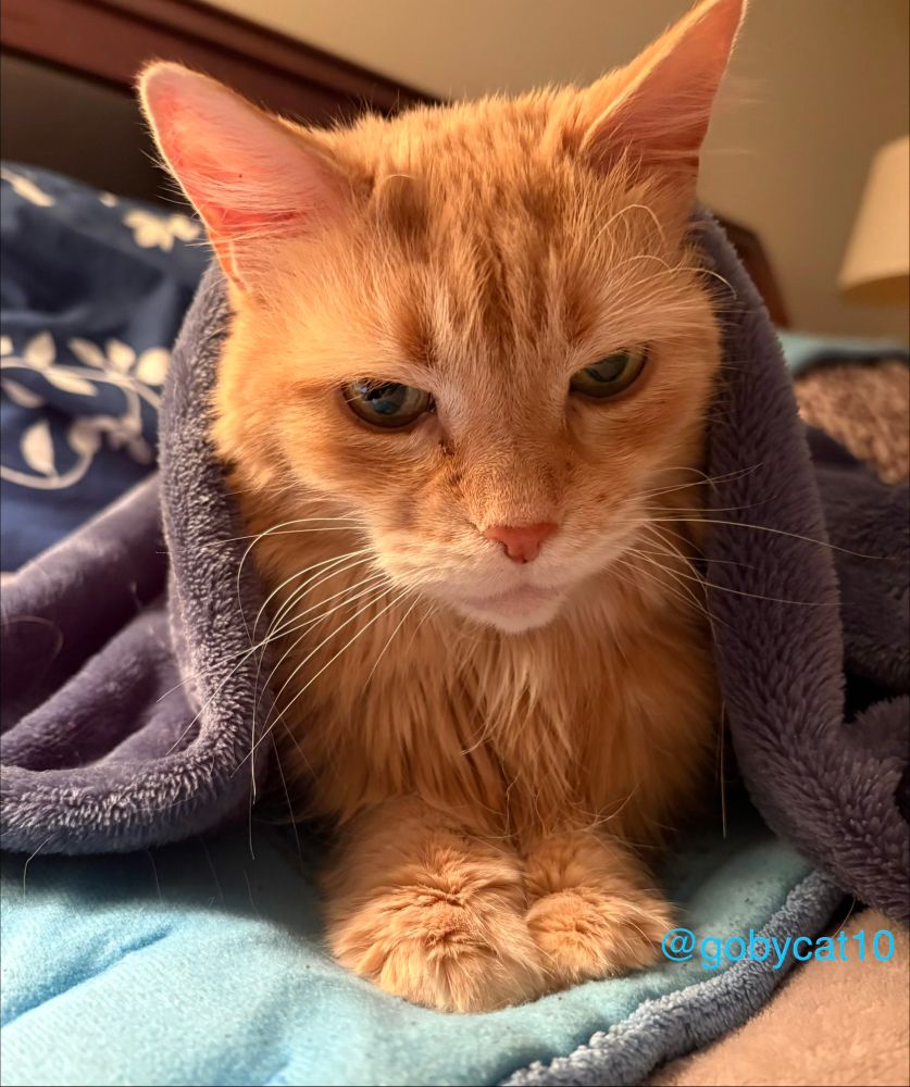 A front view of Goby, a fluffy ginger cat, sitting on a light blue heating on top of a beige velour blanket. He has a teal blanket strewn over his shoulders. He doesn’t look happy.
