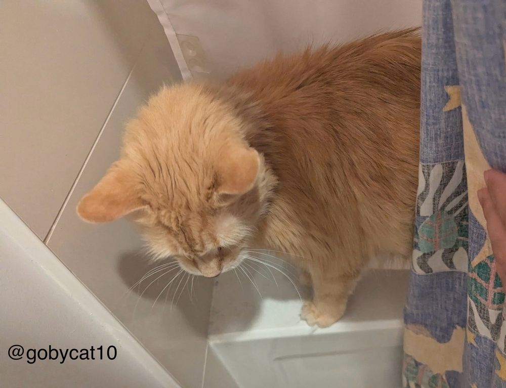 Goby, a fluffy ginger cat, standing on the edge of a white bathtub between a white shower curtain liner and a blue fabric shower curtain printed with jungle animals. He is looking down at something on the floor. Only the front half of his body is seen. The wall beside his head is tiled in large beige marble tile.