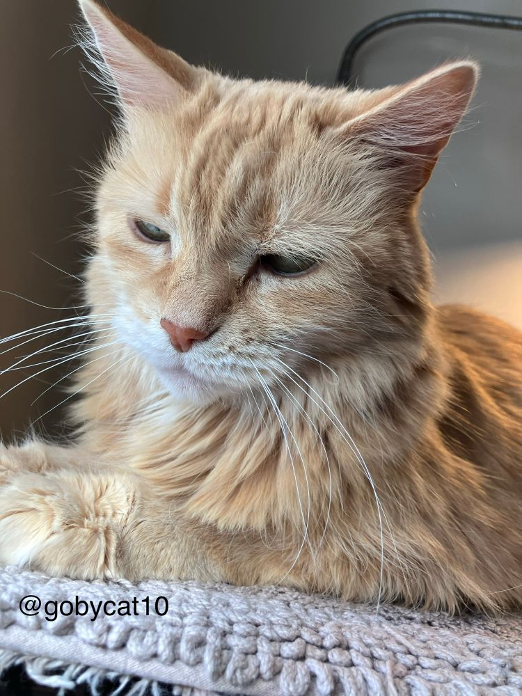 Goby, a fluffy ginger cat, loafing on a beige looped mat. He is struggling to keep his eyes open.