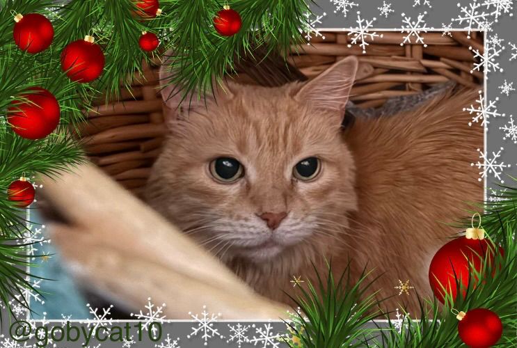 Goby, a fluffy ginger cat, sitting in a natural wicker basket within a Christmas frame of pine needles, red ornaments, and snowflakes.