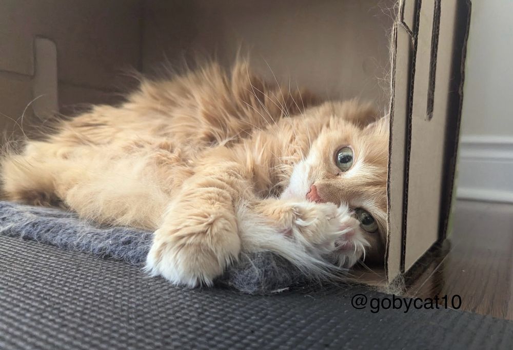Goby, a fluffy ginger cat, sprawled in a box turned on its side on top of a 12”x12” carpet tile. His eyes are open and he resting his head towards the right of the box on a tangle of paws. Just in front of the box is a dark grey yoga mat. 