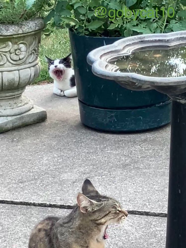  Two cats in a backyard sitting on a cement patio. A tuxedo cat is crouched between a round green planter and a green washed cement planter. A second brown and beige striped tabby is sitting in the front. Both cats are now engaged in synchronized yawning. 