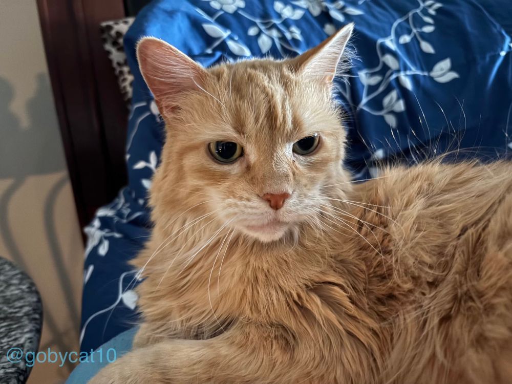 A closeup of Goby, a fluffy ginger cat, sitting on top of a light blue heating pad on an unmade bed. The sheet and pillowcase are teal with a white foliage pattern. 