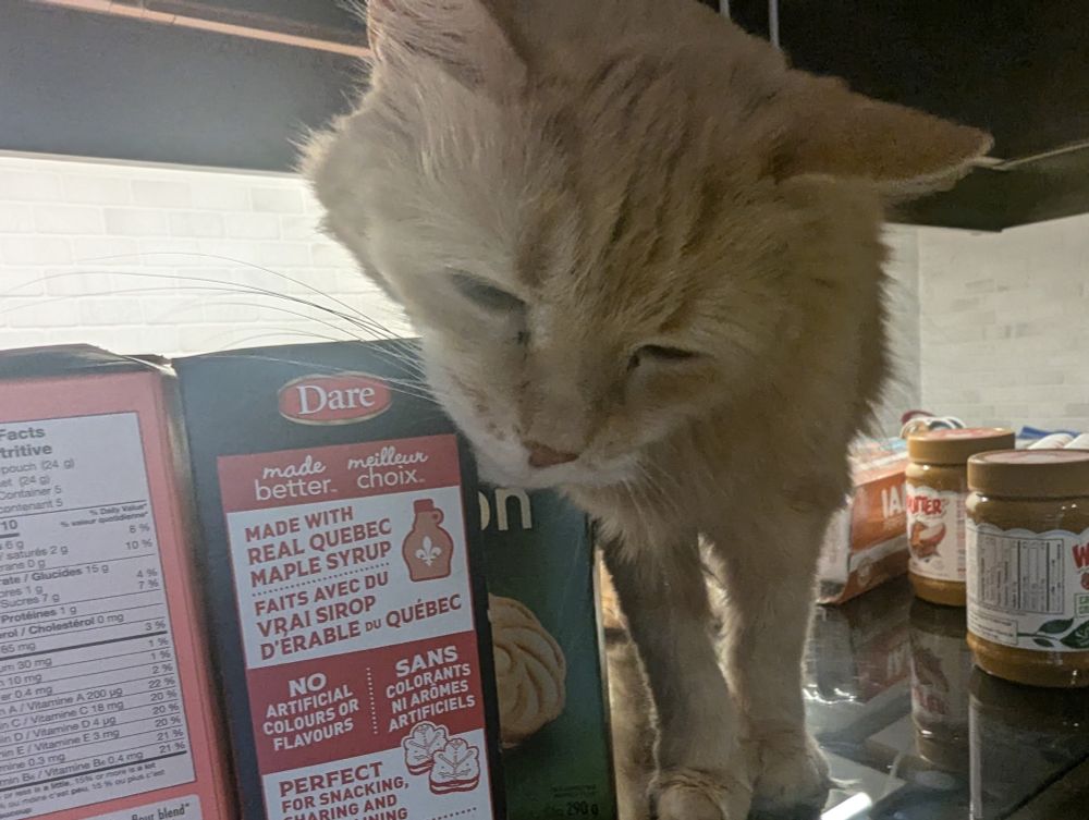 Two photos showing Goby, a fluffy ginger cat, standing on a brown kitchen counter. He is exploring the groceries and has focused on box of maple cookies and is rubbing his chin on the edge of the box. His eyes are open in the first photo and are slits in the second photo. There is another box of cookies to the left of the maple cookies. 