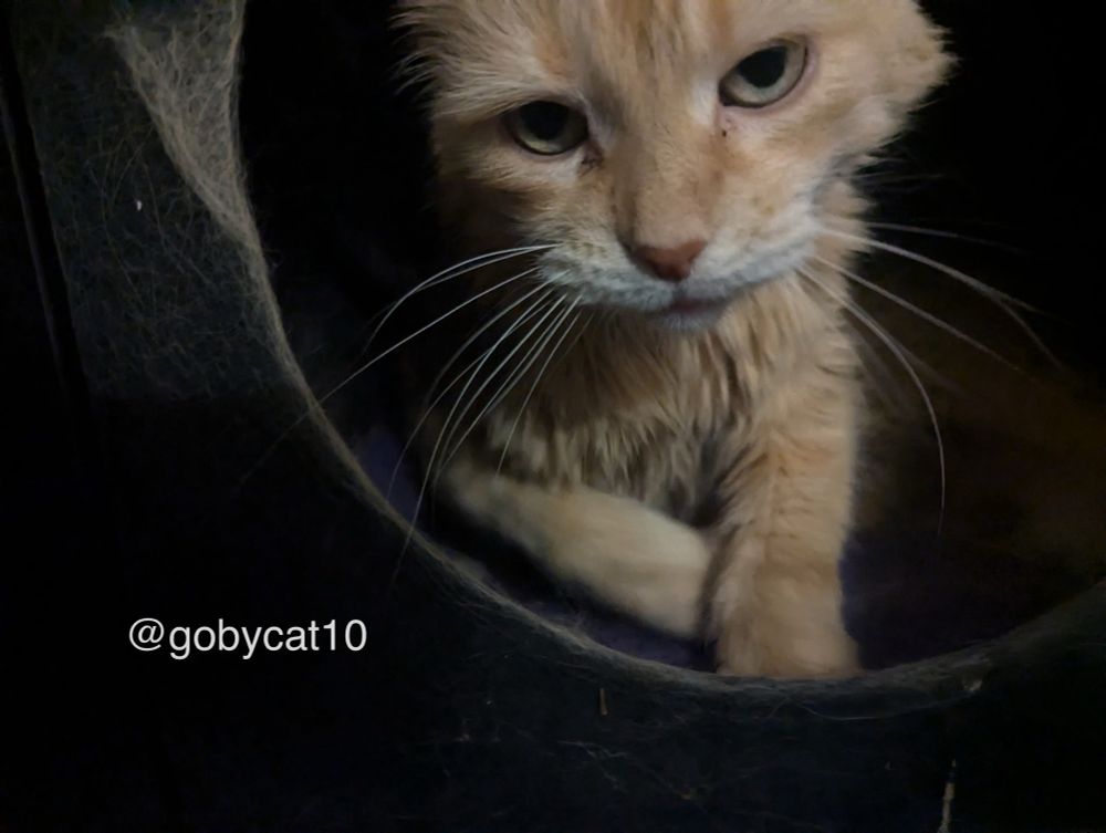 Goby, a fluffy ginger cat, peering out from a black fabric cubby. There is a lot of fur on Goby’s right side of the cubby. The top of his head is cut off in the picture. 