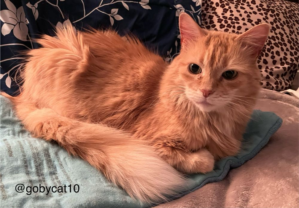 Goby, a fluffy ginger cat, loafing on a light blue heating pad on top of a beige velour blanket. He is facing a little to left. Behind him is an upright pillow with a teal pillowcase with white stylized flowers. Behind him and to the right is the edge of an upright pillow with a leopard print pillowcase.