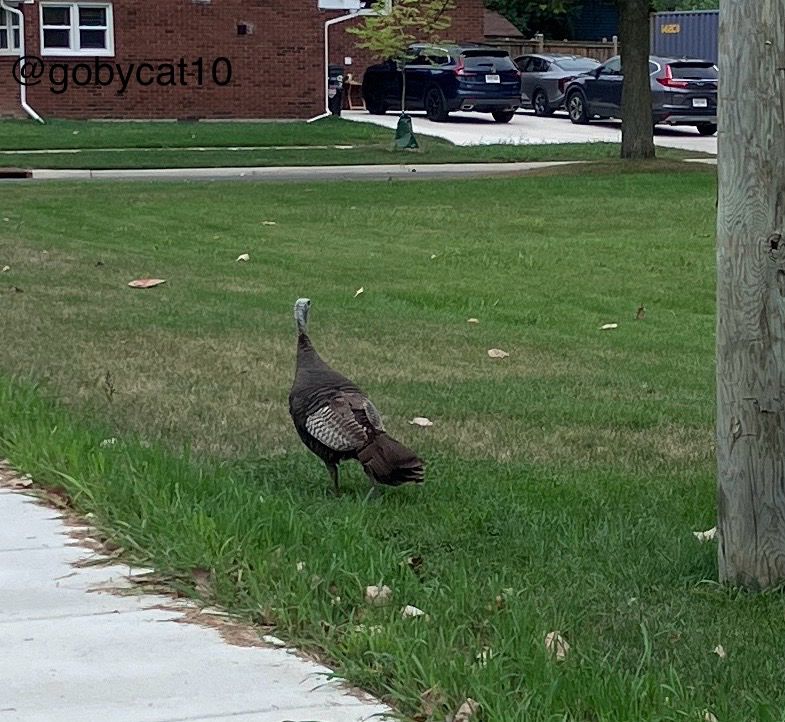 A series of photos showing an adult turkey crossing the road with a gang of young turkeys. Photo #1: Adult turkey standing on green grass beside a sidewalk. There is brown brick house in the background with three cars in driveway to the right of the house. 