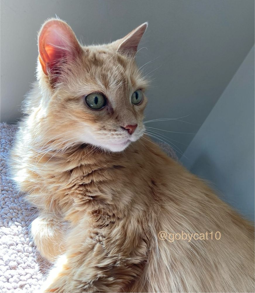 Goby, a fluffy ginger cat, lying  on a beige looped carpet in a sun puddle. His is looking over his shoulder with an intense look on his face. 