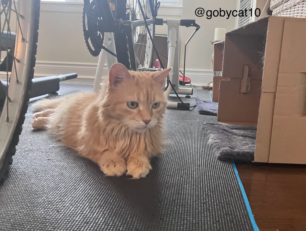 A front view of Goby, a fluffy ginger cat, sitting on a dark grey yoga mat underneath a bicycle. He has a daring look on his face. To his left are two boxes flipped on their side, each with 12”x12” navy blue carpet tiles. 