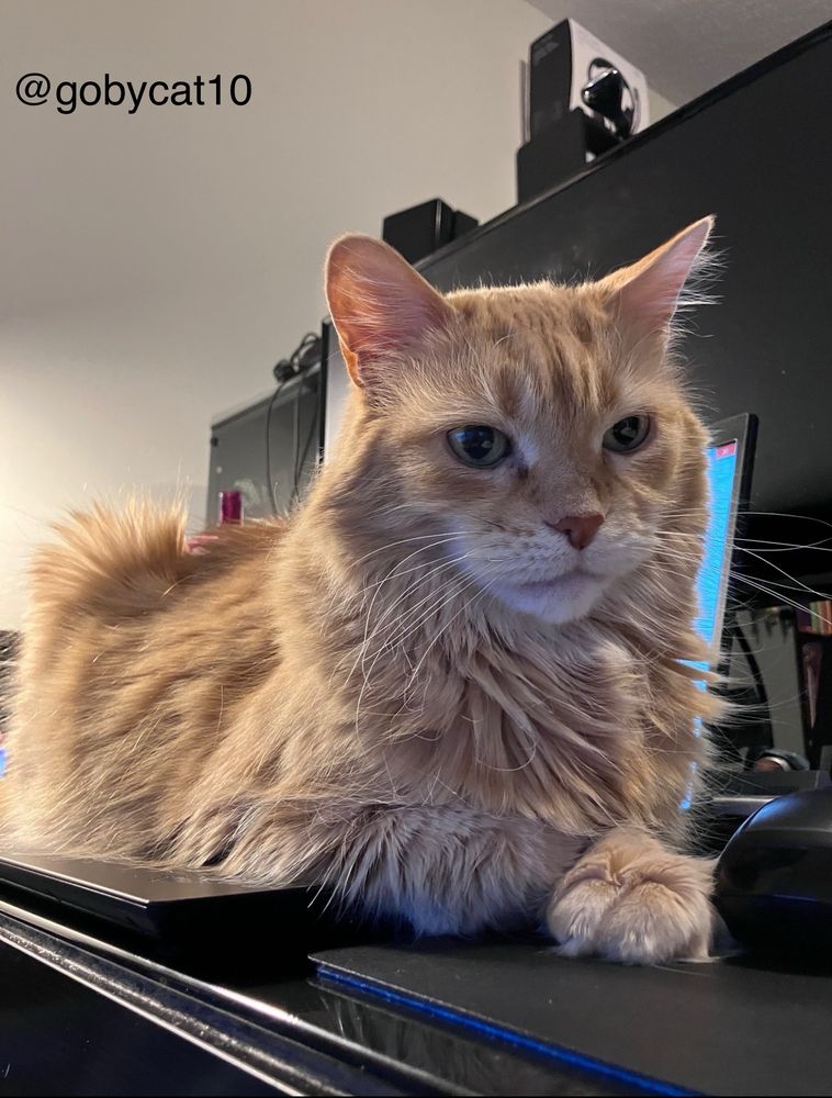 Goby, a fluffy ginger cat, loafing on a laptop. The laptop is sitting in front of a computer monitor that is off. 