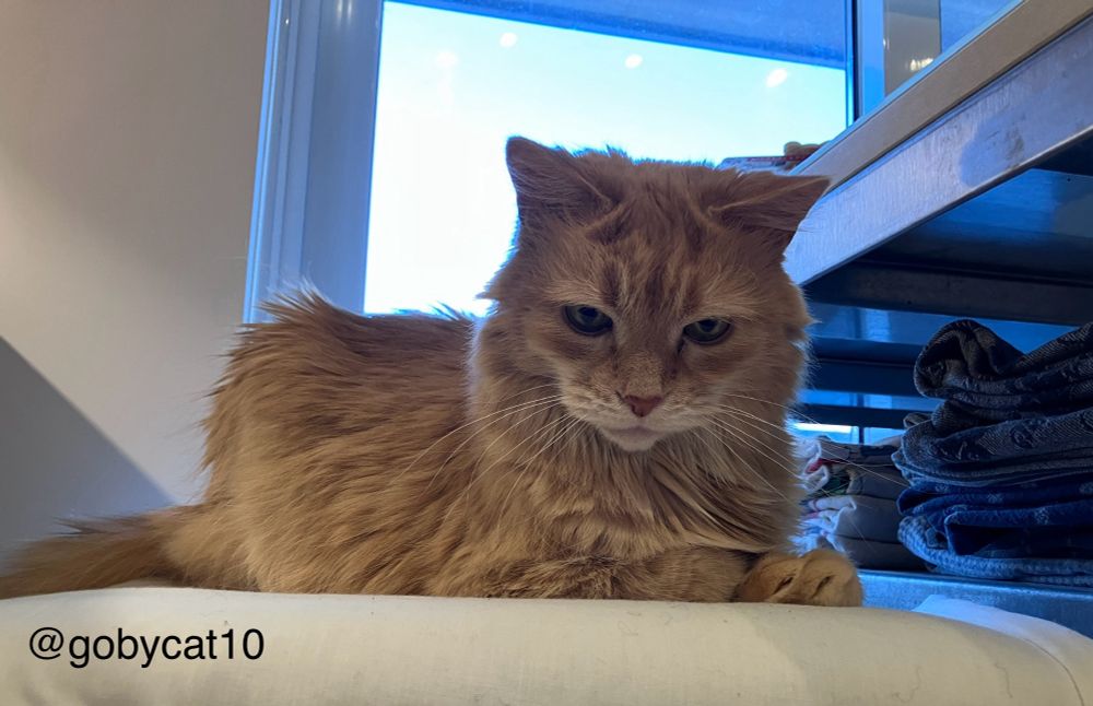Goby, a fluffy ginger cat, loafing on a kitchen counter-stool covered with a white sheet. He is facing the camera. To his left is an open shelf of a kitchen island with a stack of kitchen towels. Behind him is an open showing a light blue cloudy sky. 
