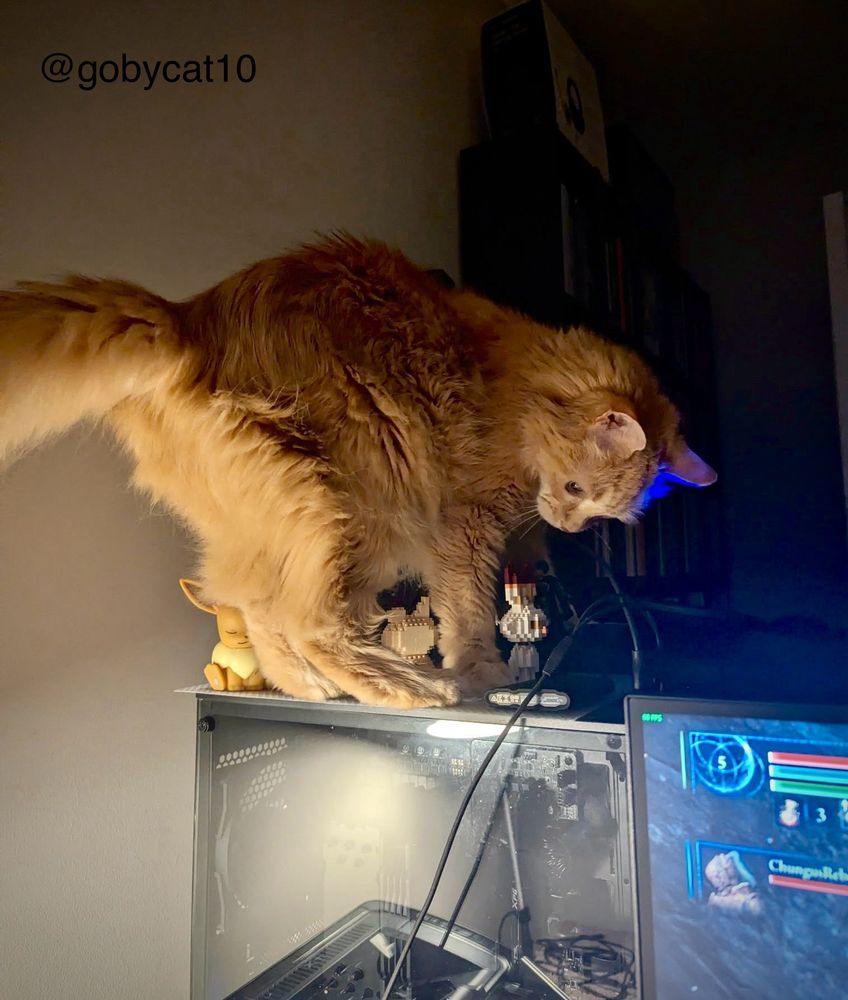 Goby, a fluffy ginger cat, standing in a dark room on a computer tower with his tail upright to reveal his fluffy behind and legs. The computer tower has a glass side that reveals all the computer’s innards. Just in front of the computer tower is the top left a monitor. There is a small black printer in front of the computer tower. 