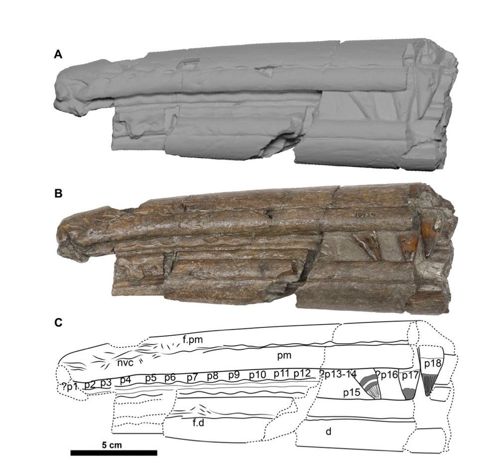 Left lateral view of Saskatchewan ichthyosaur specimen CMNFV 10424, a partial rostum, assigned to Platypterygius americanus