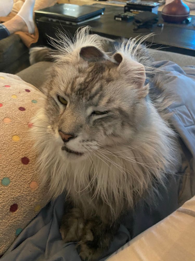 Maine Coon 