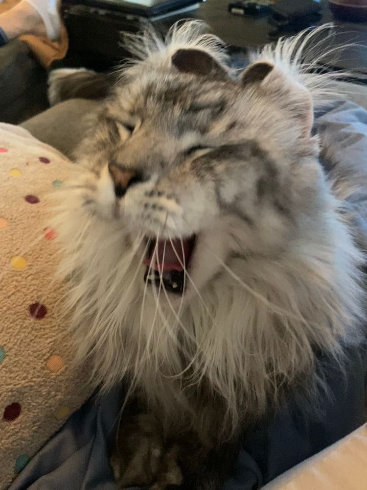 Yawning Maine Coon