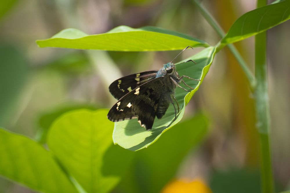 A black and teal Long-tailed Skipper rests on a leaf. 