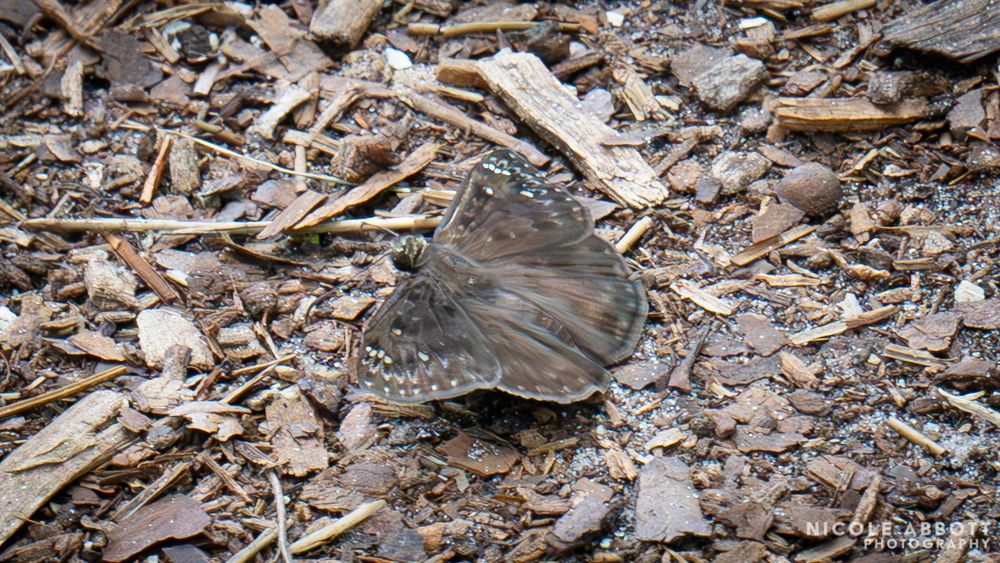 A brown Horace's Duskywing butterfly rests on some mulch. 