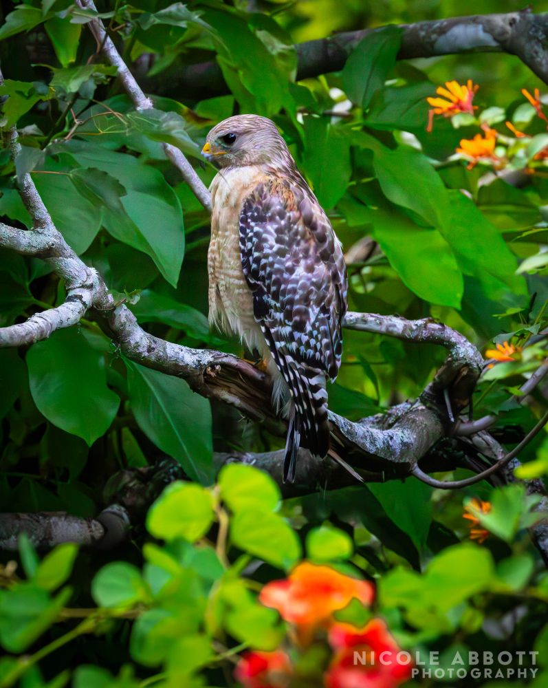 A Red Shouldered Hawk can be seen perching on a branch amidst greenery and red/orange flowers. 