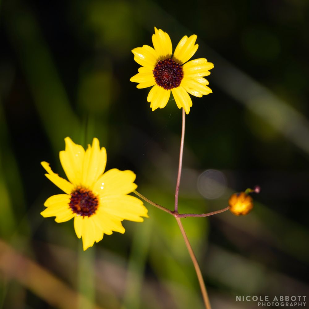 A bright yellow Coreopsis wildflower is pictured with two blooms. Looks similar to a sunflower, just much smaller. 