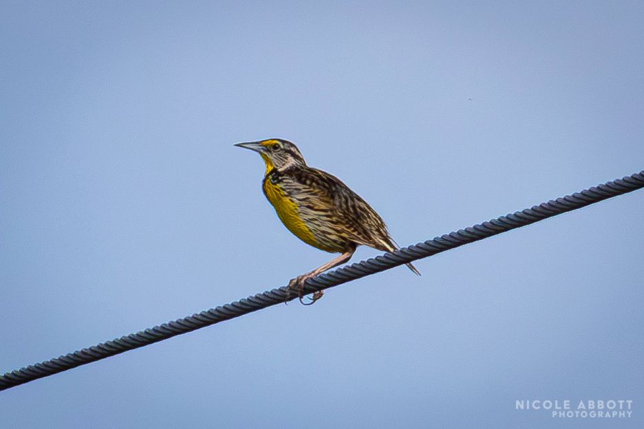 An Eastern Meadowlark rests on a power line, its bright yellow stomach and neck are visible. 