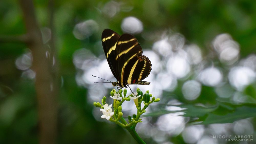 A black and yellow striped Zebra Longwing butterfly rests on a flower. 
