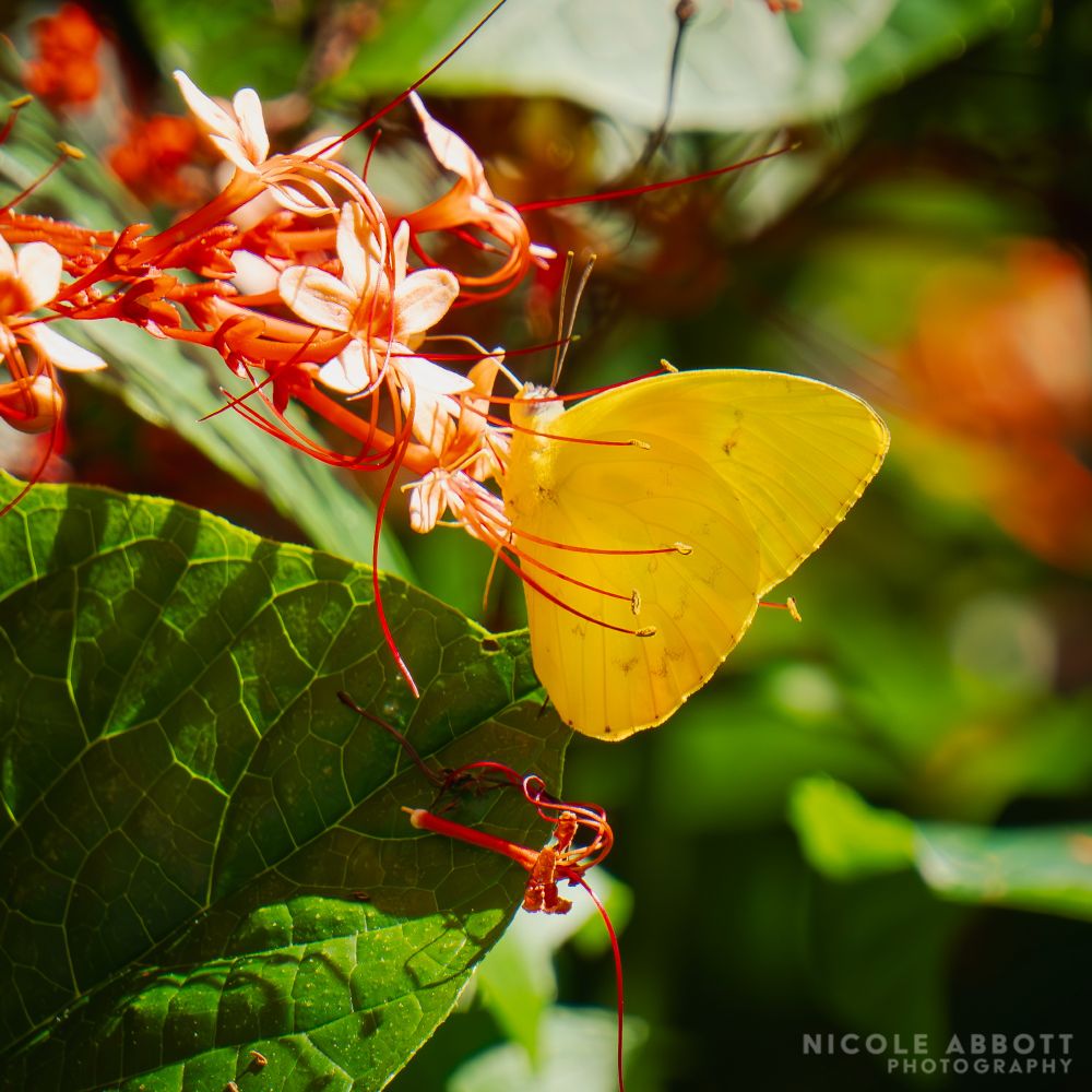 A yellow Orange-barred Sulphur rests on a red flower. 