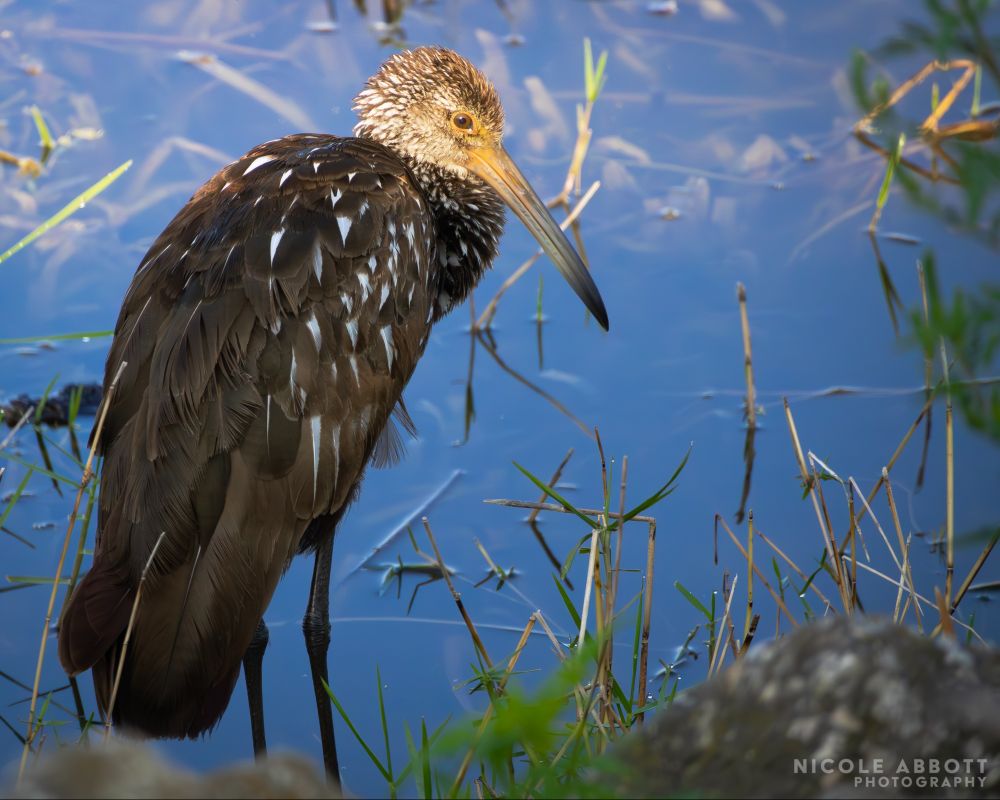 A Limpkin is seen standing on the edge of the water, its neck tucked in a bit. 