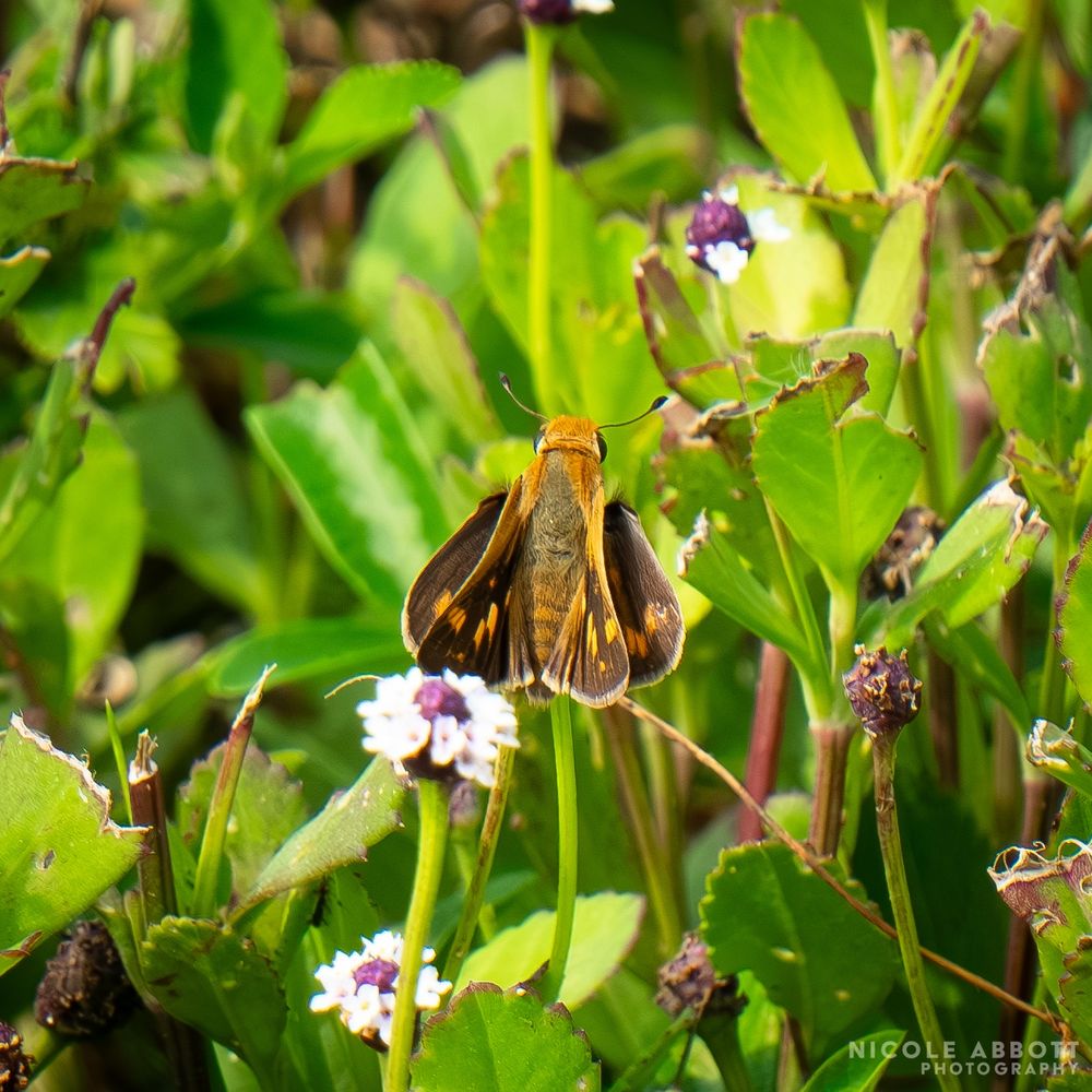 A small yellow, tan and orange Fiery Skipper rests on a small wildflower. Its wings are partially outstretched with its back facing the camera. 