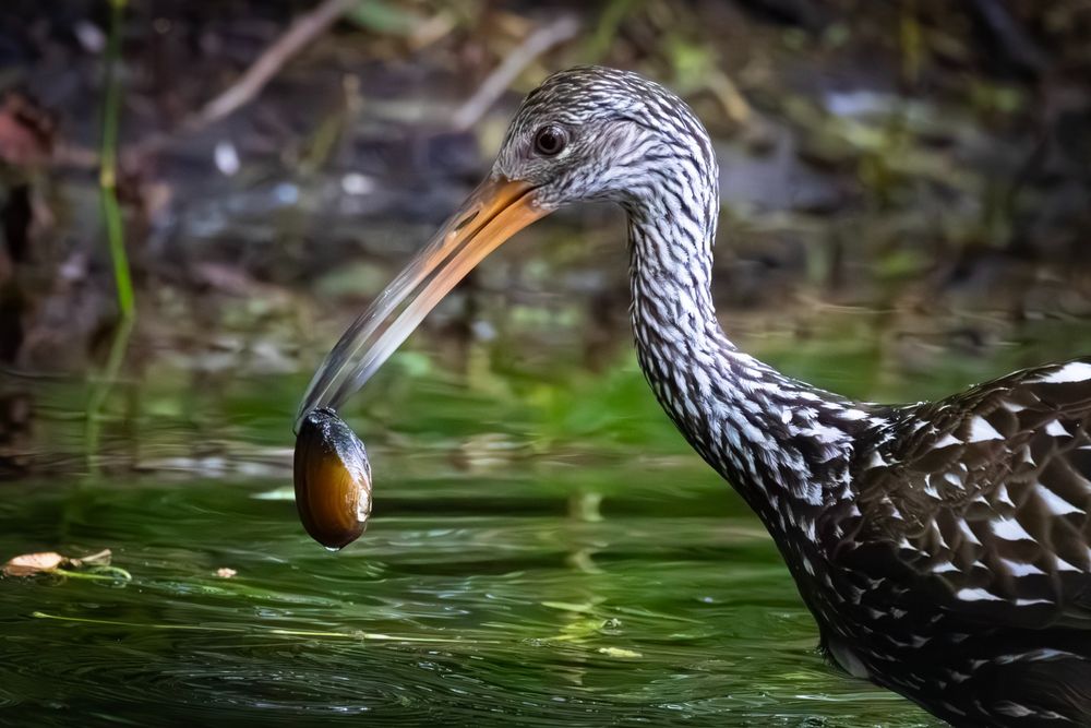 A Limpkin wades through shallow water with an Apple Snail dangling out of its mouth. PHOTO TAKEN BY @tjtakingpictures. I got permission to post this photo! 