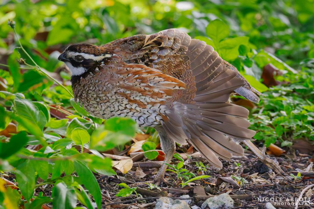 A Northern Bobwhite with elaborate coloring stands amongst short grasses with its wing outstretched. 