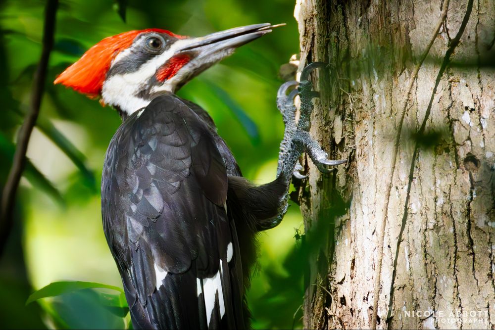 A Pileated Woodpecker with a bright red crest grabs bugs from the tree trunk with his tongue. 
