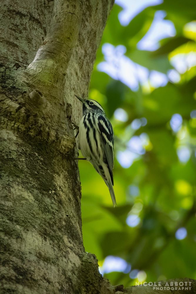 A black and white striped Black and White Warbler clings to a tree trunk.
