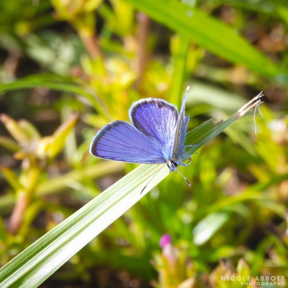 A blue/purple Ceraunus Blue butterfly rests with its wings extended on a small blade of grass. It has black and white patterning on the side and black and white striped antennae. 