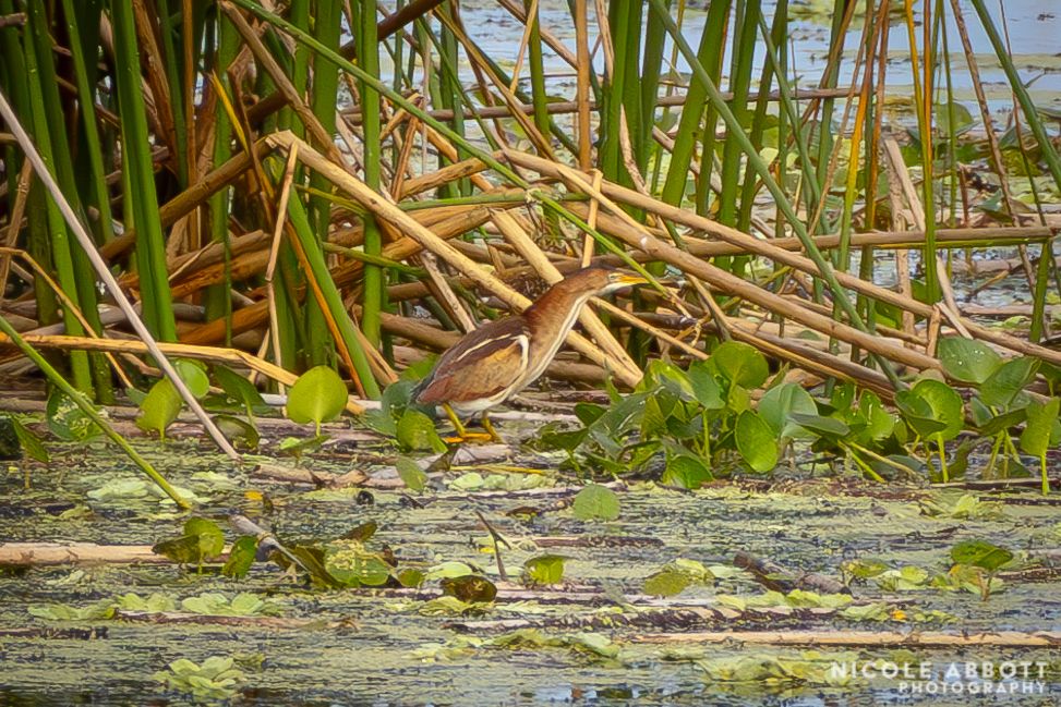 A Least Bittern inhabits the middle of the frame, it lurches forward in a hunting stance. It is surrounded by yellow and green reeds. 