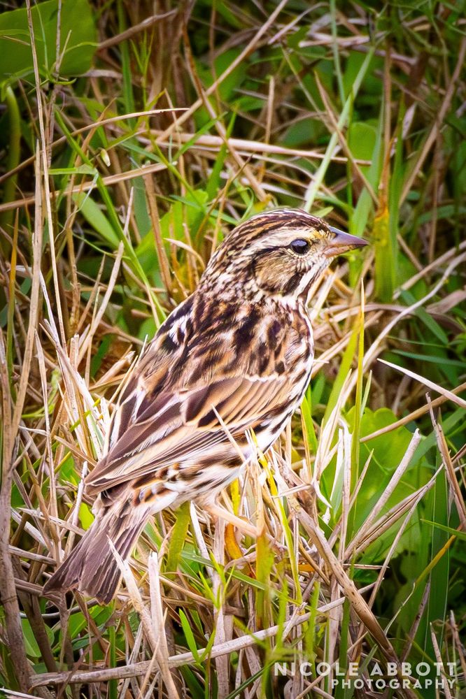 A tan and white Savannah Sparrow blends into its environment, around him are tan and green grasses. 