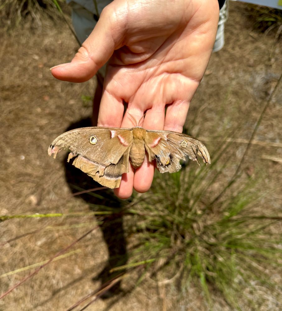 A Polyphemus Moth with torn up wings rests in the hand of a Orlando Wetlands volunteer. 