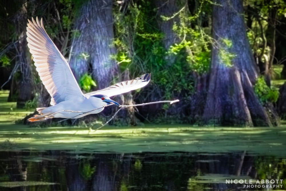 A mostly white Black Crowned Night Heron with red eyes flies with a stick in its mouth. Behind it are cypress trees and water covered in duckweed. 