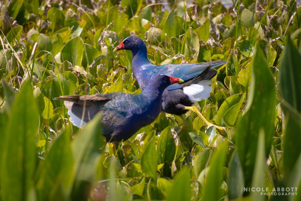 A pair of Purple Gallinules cross each others paths amongst swamp plants. 