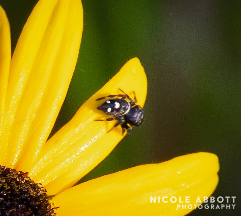 An adorable tiny Bold Jumping Spider rests on the petal of a yellow wildflower. 