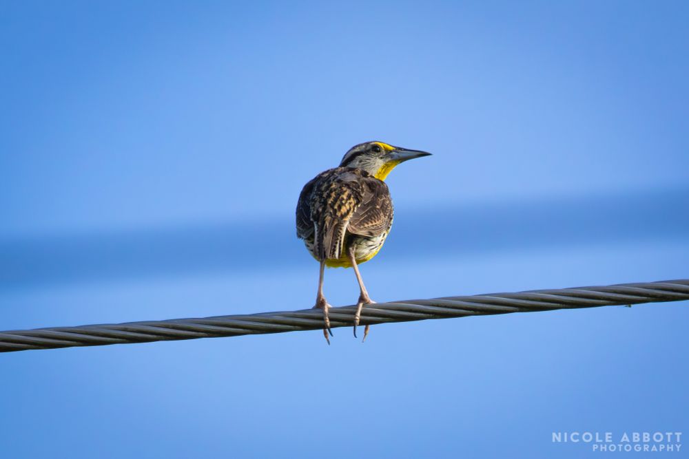 An Eastern Meadowlark stands on a power line with its back towards the camera. It has a bright yellow neck and a sharp beak. 