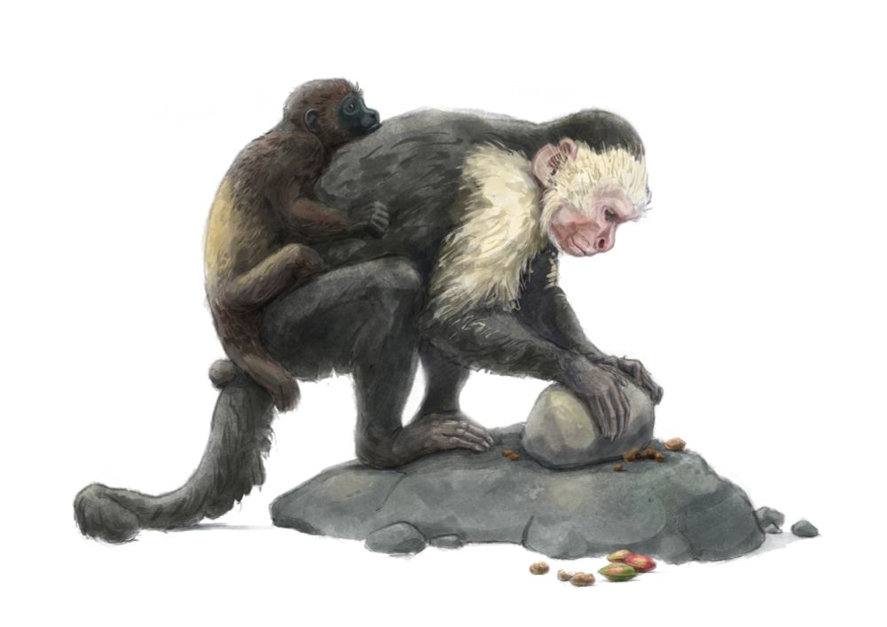 An illustration of a white-faced capuchin monkey carrying a howler infant on their back while cracking nuts with a stone 